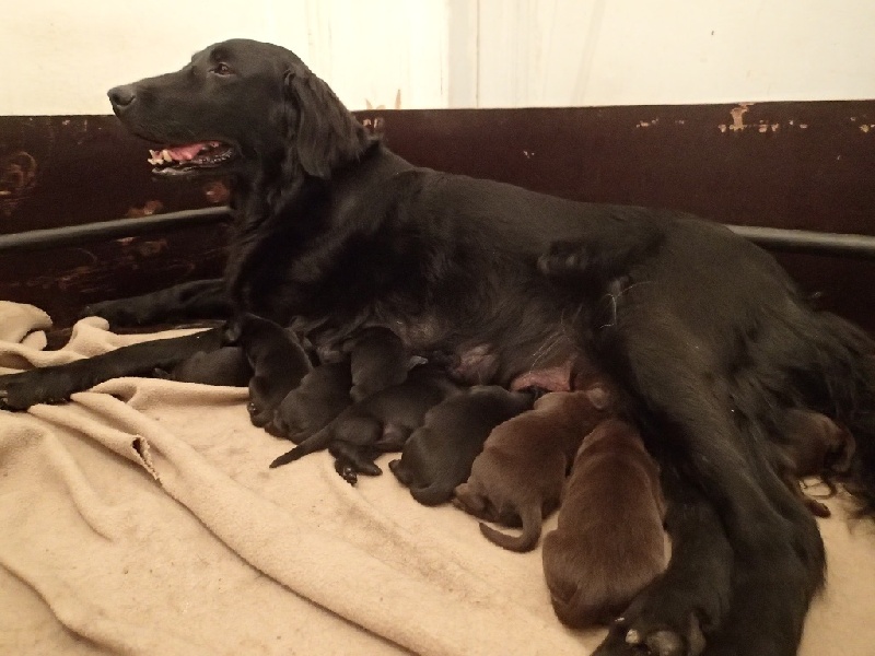 des Damselfly - Flat Coated Retriever - Portée née le 22/01/2016